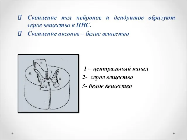 Скопление тел нейронов и дендритов образуют серое вещество в ЦНС. Скопление аксонов