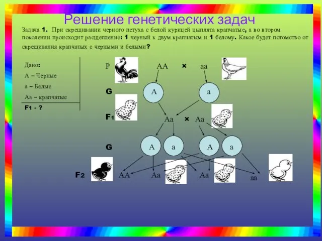 Задача 1. При скрещивании черного петуха с белой курицей цыплята крапчатые, а