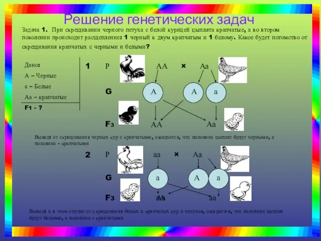 Задача 1. При скрещивании черного петуха с белой курицей цыплята крапчатые, а