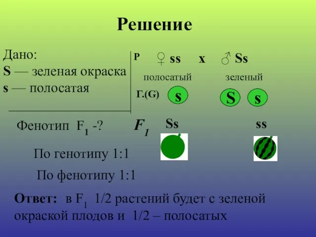 Дано: S — зеленая окраска s — полосатая Фенотип F1 -? Р