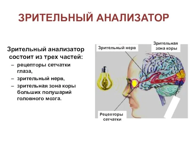 Зрительный анализатор состоит из трех частей: рецепторы сетчатки глаза, зрительный нерв, зрительная