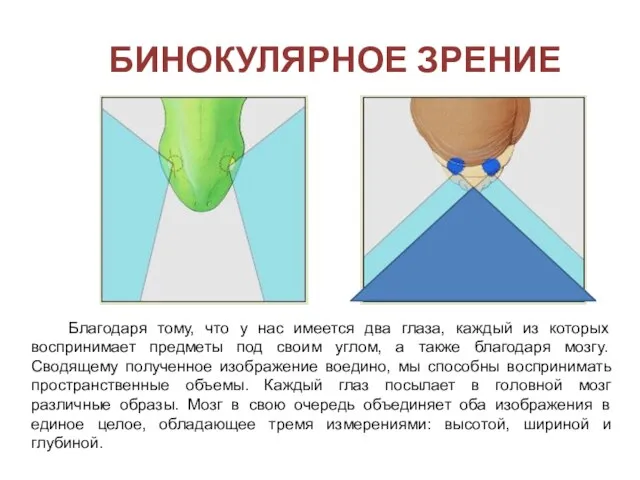 Бинокулярное зрение Благодаря тому, что у нас имеется два глаза, каждый из