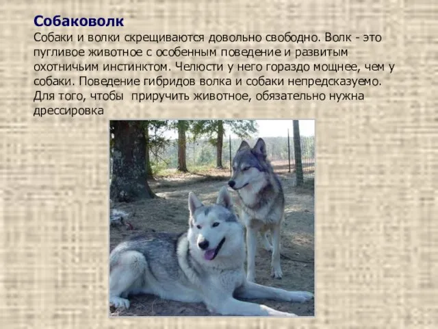 Собаковолк Собаки и волки скрещиваются довольно свободно. Волк - это пугливое животное