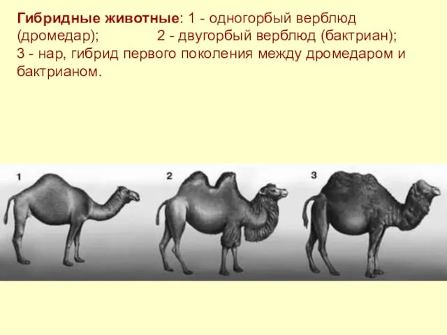 Гибридные животные: 1 - одногорбый верблюд (дромедар); 2 - двугорбый верблюд (бактриан);