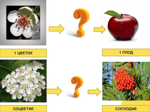 1 цветок соцветие 1 плод соплодие