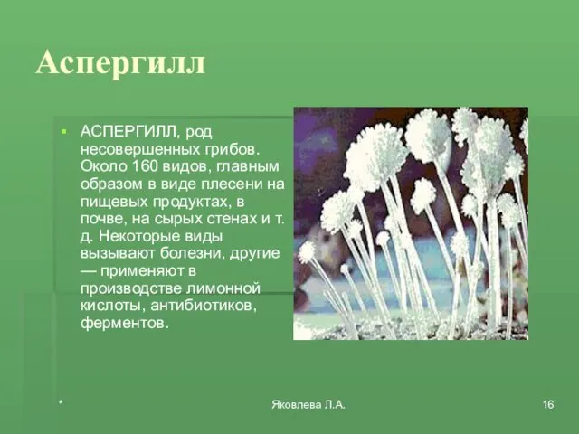 * Яковлева Л.А. Аспергилл АСПЕРГИЛЛ, род несовершенных грибов. Около 160 видов, главным