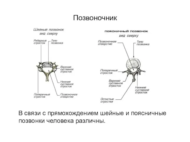 Позвоночник В связи с прямохождением шейные и поясничные позвонки человека различны.