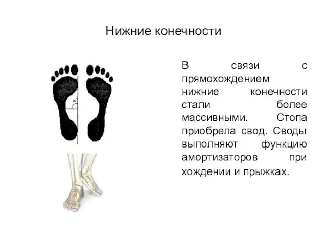 Нижние конечности В связи с прямохождением нижние конечности стали более массивными. Стопа