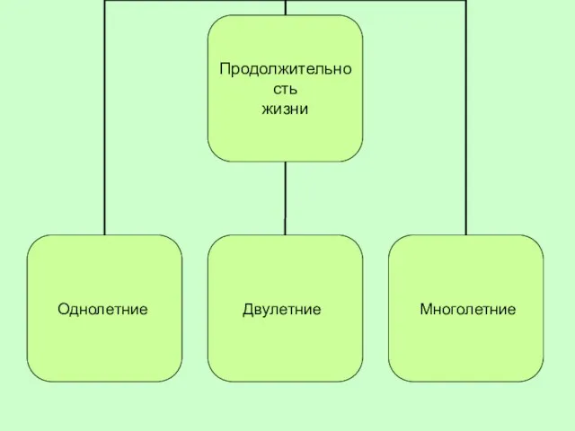 Однолетние Двулетние Многолетние