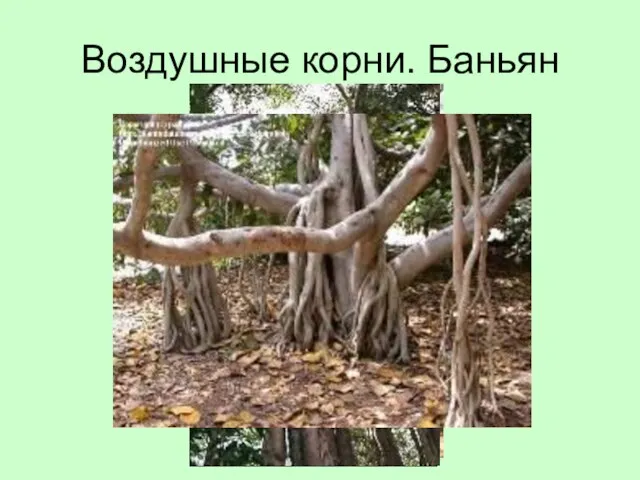 Воздушные корни. Баньян