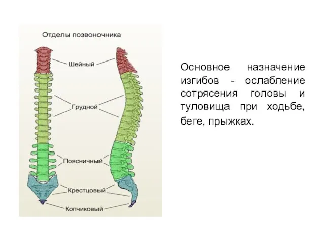 Основное назначение изгибов - ослабление сотрясения головы и туловища при ходьбе, беге, прыжках.