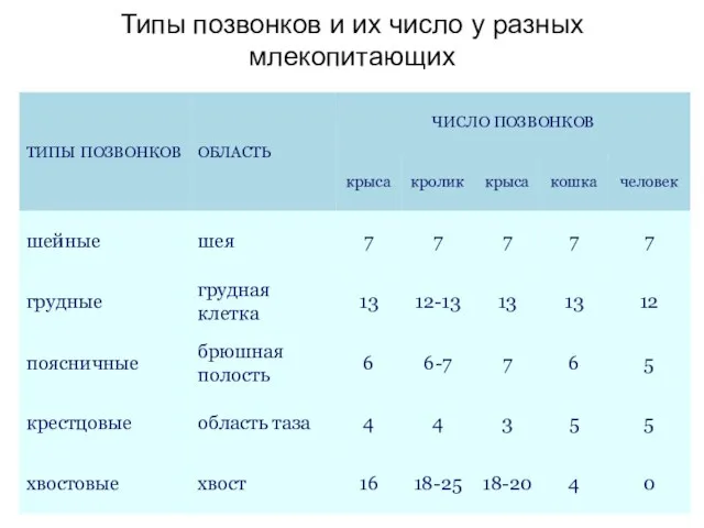 Типы позвонков и их число у разных млекопитающих