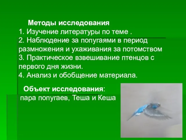 Методы исследования 1. Изучение литературы по теме . 2. Наблюдение за попугаями