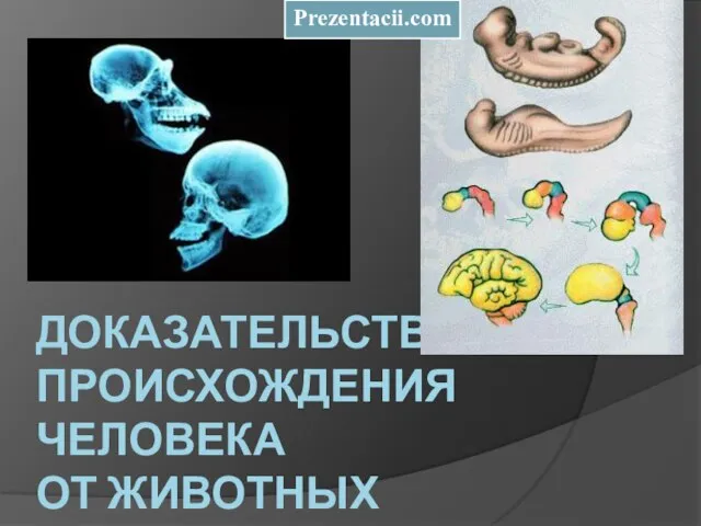 Презентация на тему Доказательства происхождения человека