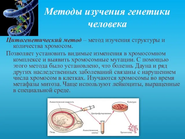 Методы изучения генетики человека Цитогенетический метод – метод изучения структуры и количества