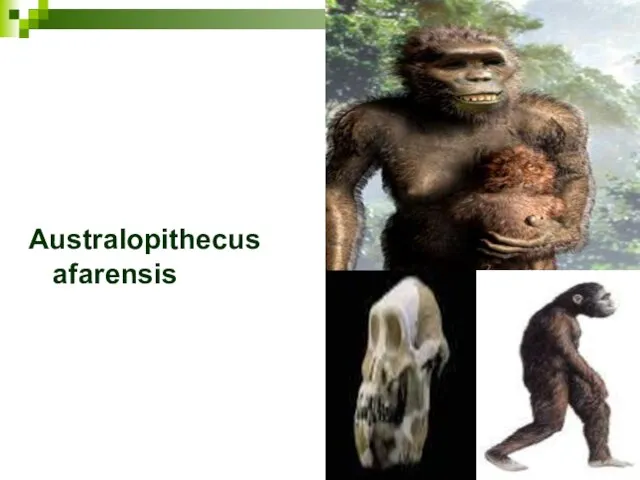 Australopithecus afarensis