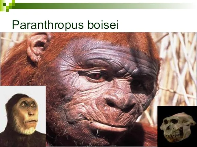 Paranthropus boisei