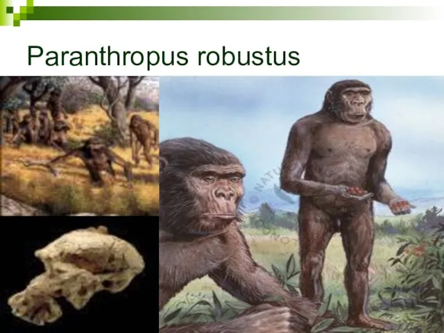 Paranthropus robustus