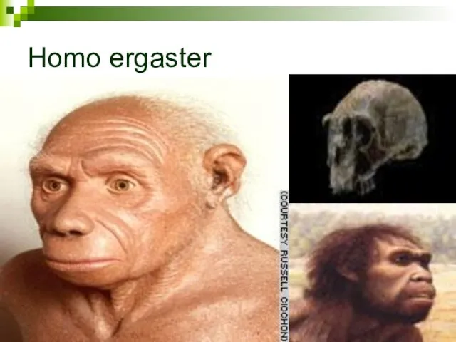 Homo ergaster