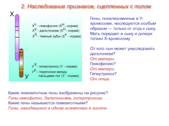 Гены, локализованные в Y-хромосоме, наследуются особым образом — только от отца к