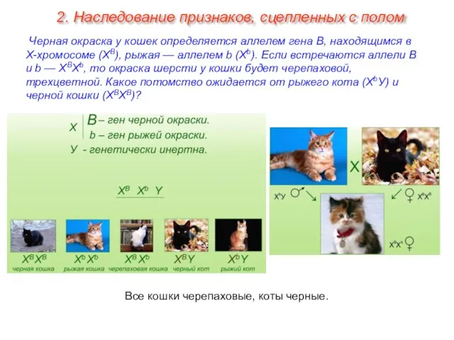 Черная окраска у кошек определяется аллелем гена В, находящимся в Х-хромосоме (XВ),