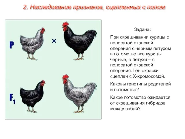 Задача: При скрещивании курицы с полосатой окраской оперения с черным петухом в