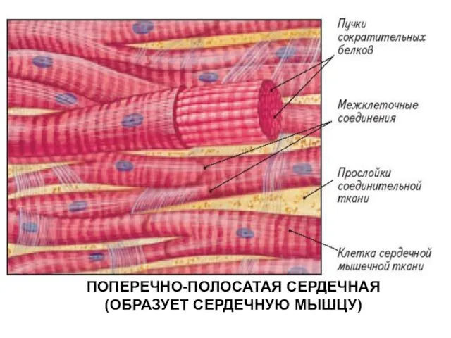 ПОПЕРЕЧНО-ПОЛОСАТАЯ СЕРДЕЧНАЯ (ОБРАЗУЕТ СЕРДЕЧНУЮ МЫШЦУ)