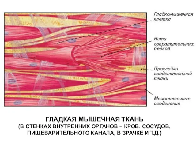 ГЛАДКАЯ МЫШЕЧНАЯ ТКАНЬ (В СТЕНКАХ ВНУТРЕННИХ ОРГАНОВ – КРОВ. СОСУДОВ, ПИЩЕВАРИТЕЛЬНОГО КАНАЛА, В ЗРАЧКЕ И Т.Д.)