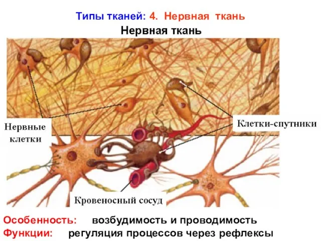 Типы тканей: 4. Нервная ткань Особенность: возбудимость и проводимость Функции: регуляция процессов через рефлексы