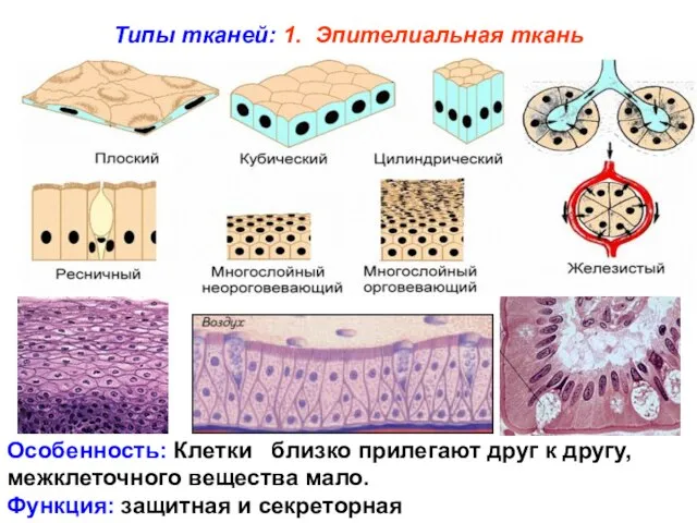 Типы тканей: 1. Эпителиальная ткань Особенность: Клетки близко прилегают друг к другу,