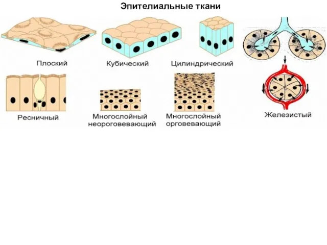 Эпителиальные ткани