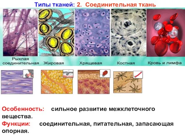 Особенность: сильное развитие межклеточного вещества. Функции: соединительная, питательная, запасающая опорная. Типы тканей: 2. Соединительная ткань