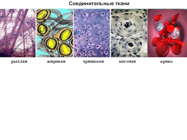 Соединительные ткани рыхлая жировая хрящевая костная кровь