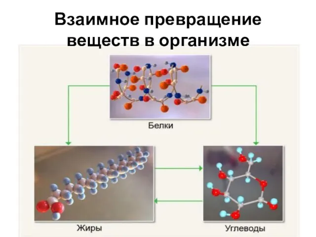 Взаимное превращение веществ в организме