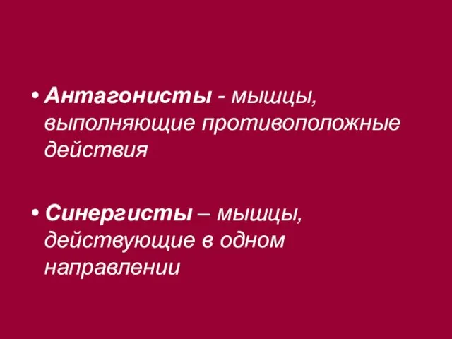 Антагонисты - мышцы, выполняющие противоположные действия Синергисты – мышцы, действующие в одном направлении