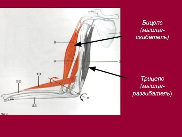 Бицепс (мышца-сгибатель) Трицепс (мышца-разгибатель)