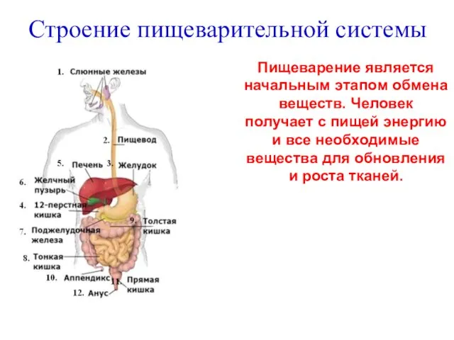 Строение пищеварительной системы 1 Пищеварение является начальным этапом обмена веществ. Человек получает