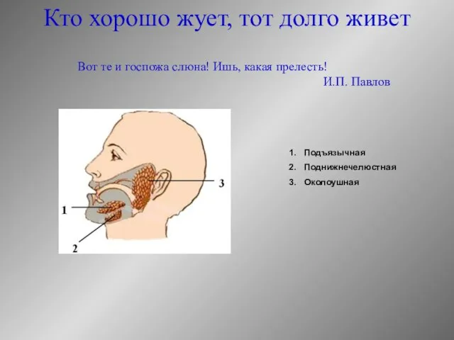 Вот те и госпожа слюна! Ишь, какая прелесть! И.П. Павлов Кто хорошо