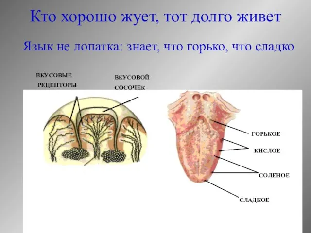 Кто хорошо жует, тот долго живет ГОРЬКОЕ КИСЛОЕ СОЛЕНОЕ СЛАДКОЕ ВКУСОВОЙ СОСОЧЕК