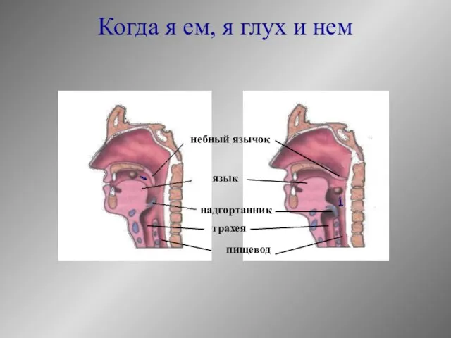 Когда я ем, я глух и нем