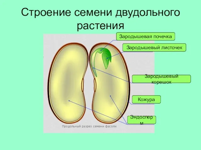 Строение семени двудольного растения Кожура Эндосперм Зародышевый корешок Зародышевый листочек Зародышевая почечка