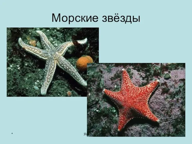 * Яковлева Л.А. Морские звёзды