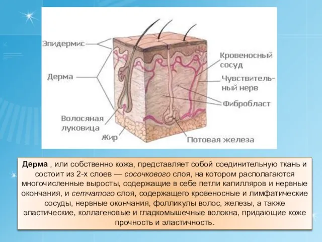 Дерма , или собственно кожа, представляет собой соединительную ткань и состоит из