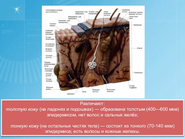 Различают: толстую кожу (на ладонях и подошвах) — образована толстым (400—600 мкм)