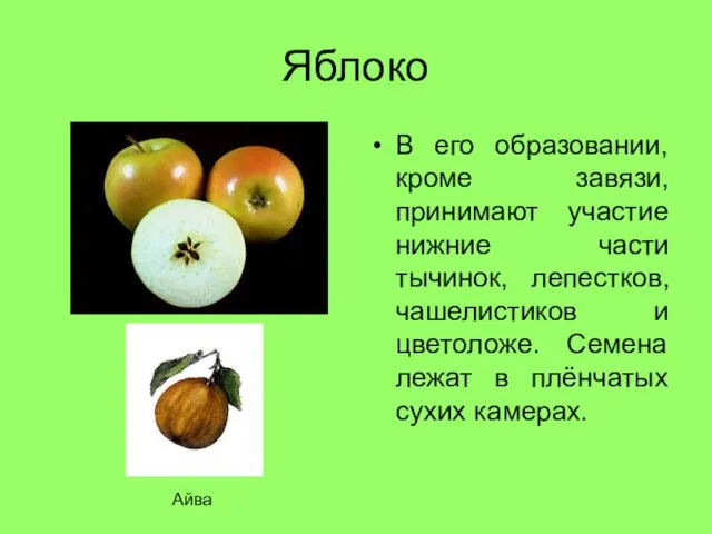 Яблоко В его образовании, кроме завязи, принимают участие нижние части тычинок, лепестков,