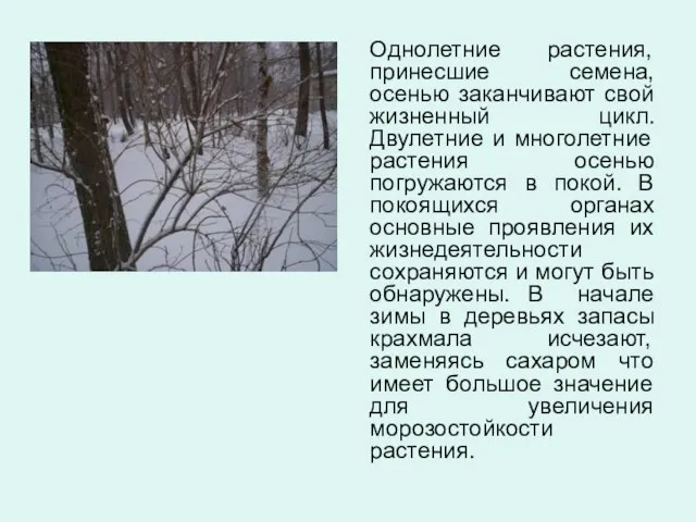 Однолетние растения, принесшие семена, осенью заканчивают свой жизненный цикл. Двулетние и многолетние