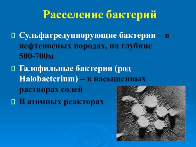 Расселение бактерий Сульфатредуциорующие бактерии – в нефтеносных породах, на глубине 500-700м Галофильные