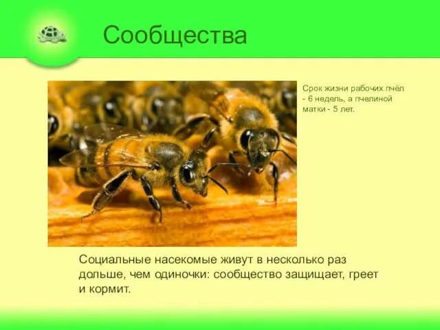 Сообщества Социальные насекомые живут в несколько раз дольше, чем одиночки: сообщество защищает,