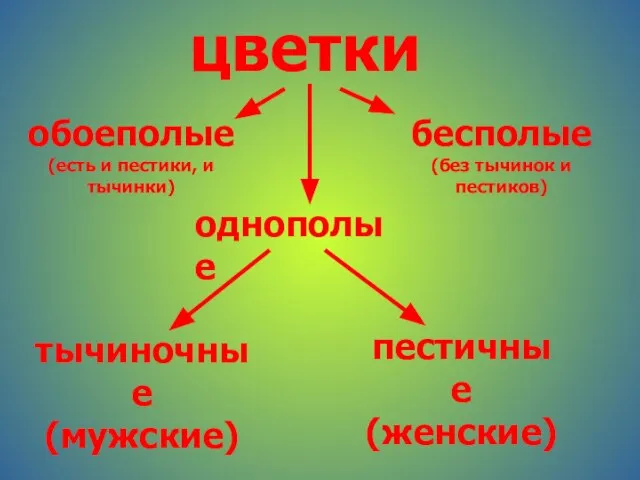 цветки обоеполые (есть и пестики, и тычинки) однополые бесполые (без тычинок и