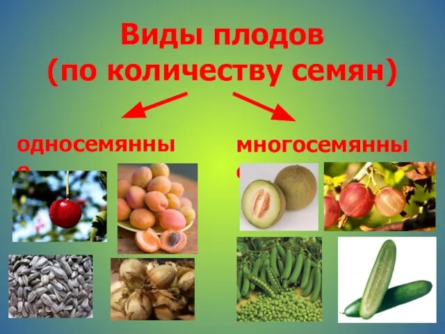 Виды плодов (по количеству семян) односемянные многосемянные